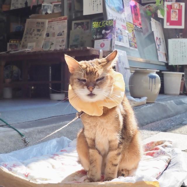 こちらのクリーム色のシュシュも寿子さんの手作り