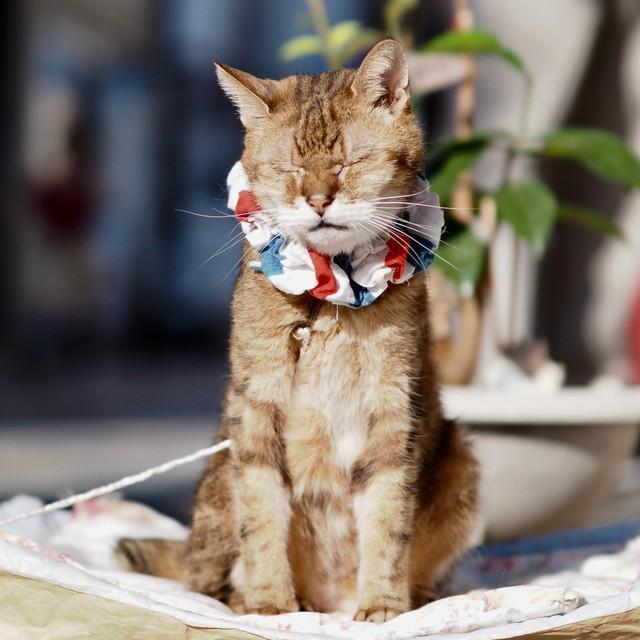 「オランダ国旗をイメージした」（寿子さん）というシュシュをつけ、店前で日向ぼっこするクッキー