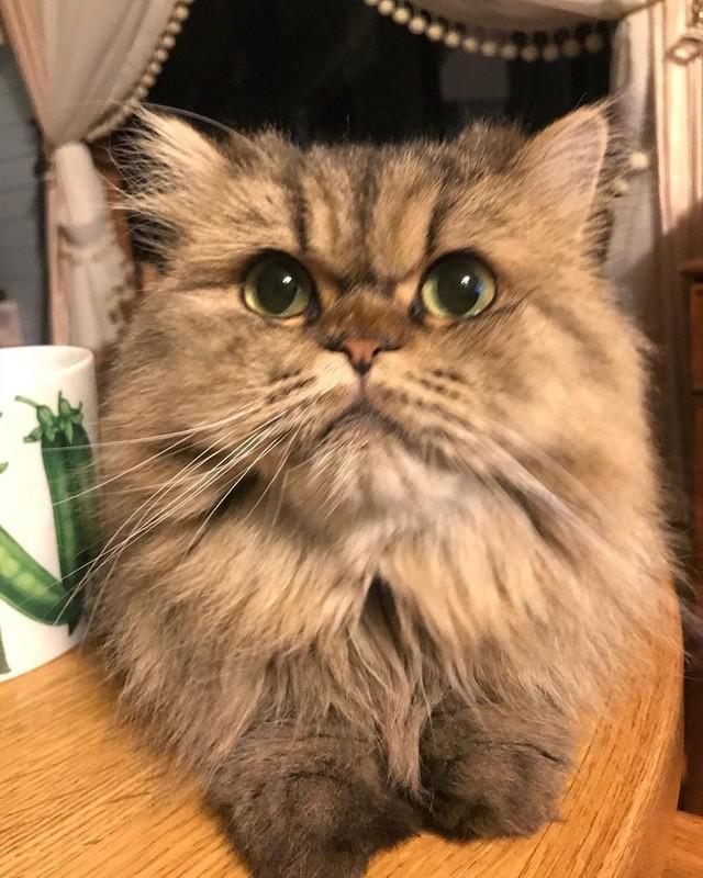 くりくりの目とふさふさの被毛がぬいぐるみのよう