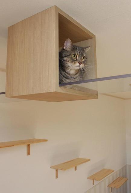 猫好きの猫好きによる猫のためのアパートが神戸に誕生　フェリシモ猫部の英知を結集