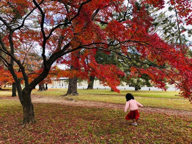 緑の芝生に真っ赤な紅葉が美しい