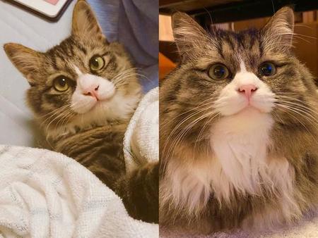 同じ猫なのにこんなに毛の長さが違う。左が夏ヴァージョン、右が冬ヴァージョン（提供）