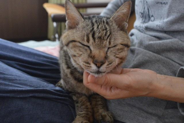 16年の外猫生活を経て、熊谷家で幸せに暮らしているチビコちゃん