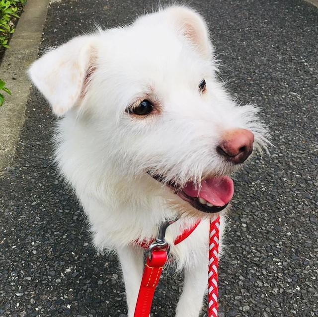 多頭飼育崩壊現場にいたとは思えないかわいい顔を見せるニーナちゃん