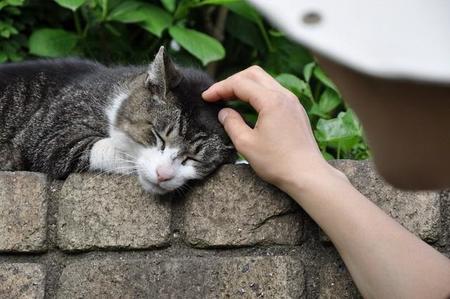 野良猫を慣らすには焦らずじっくり時間をかける必要がある（Yuko/stock.adobe.com）