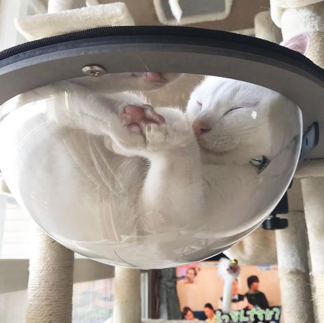 透明の半円ベッドで熟睡中のプルちゃん