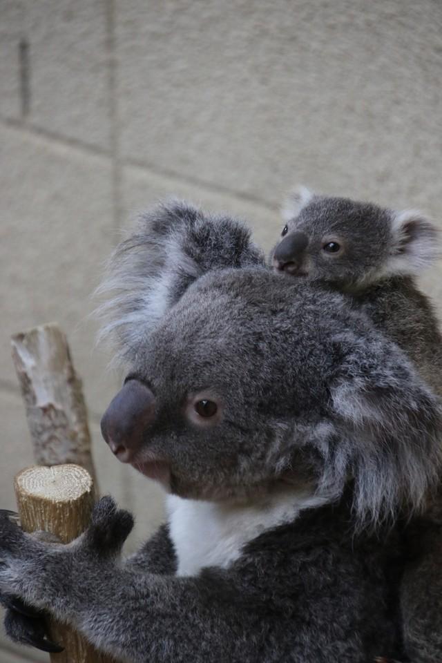 赤ちゃんを背中に乗せるオウカ