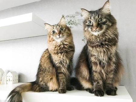 ゴージャスな兄妹猫（左がナスカちゃん、右がテオくん）