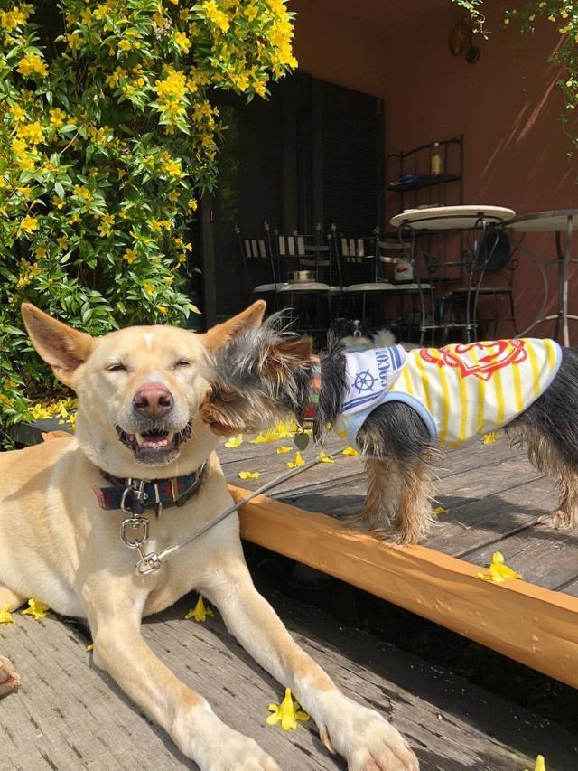 元猟犬のさちちゃんは同居犬たちと穏やかな日々を送っている