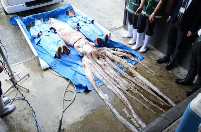 京都府丹後半島沖で定置網にかかった体長4.8mのダイオウイカ（京都水族館提供）