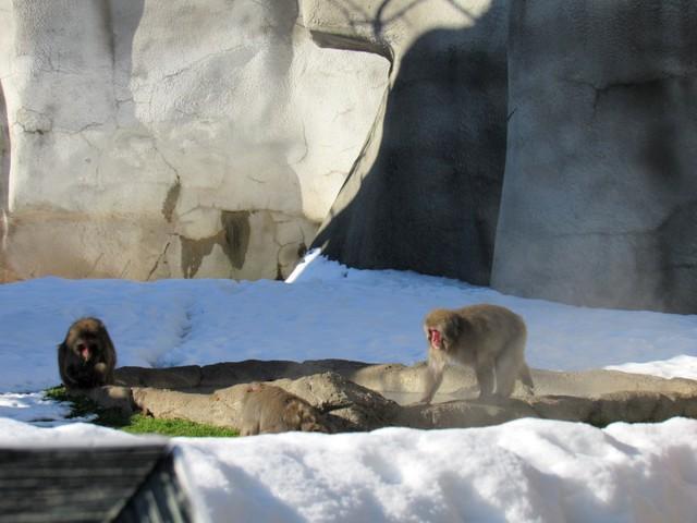 ニホンザルがアメリカで「♪いい湯だな」　動物園が「浴槽」「岩盤浴」「ジャグジー」まで用意