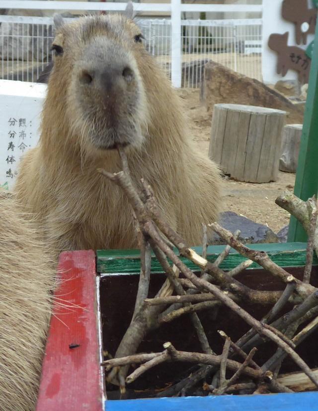 なぜ、カピバラはネズミなのに、こんなに愛されるんでしょう？？？