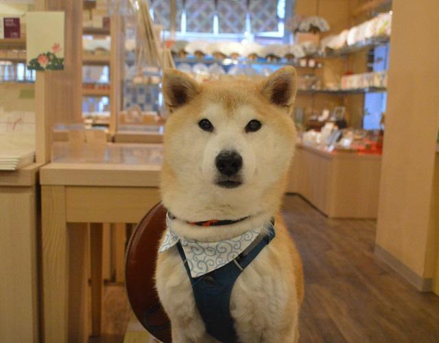 保護犬から、和雑貨店の「広報部長」に大抜擢…柴犬の「柴田すばる」部長、14歳でも生涯現役