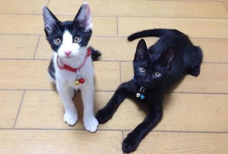 保護当時のタマ（左）とジジ（右）。タマはマッサージするとデレデレの癒し猫。ジジは撫でて欲しい時に近寄って満足すると離れる猫らしい性格