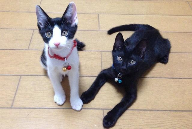 保護当時のタマ（左）とジジ（右）。タマはマッサージするとデレデレの癒し猫。ジジは撫でて欲しい時に近寄って満足すると離れる猫らしい性格
