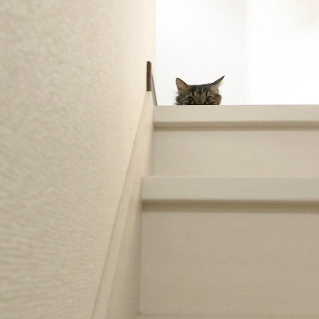 隠れている猫をSNSに投稿すると…神戸の「猫と共生する街づくり」に22円寄付！「かくれねこニャンペーン」