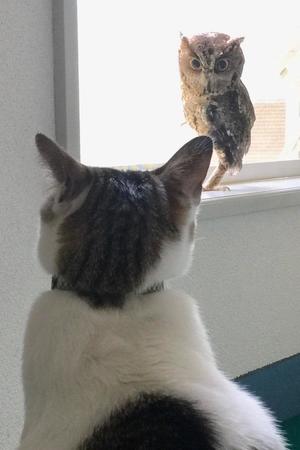 院内でリハビリ中のオオコノハズクと。ゴーくんは鳥類とも仲良し。距離を保ち、脅かしたり襲ったりすることはない（理絵さん提供）