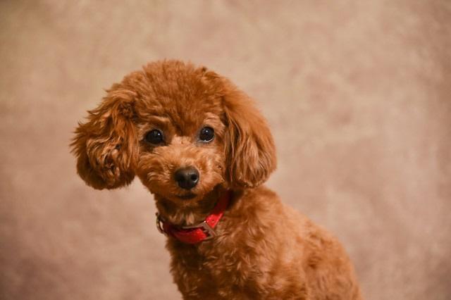 犬は勝手に飼ってはいけません（studio Hoto/stock.adobe.com）