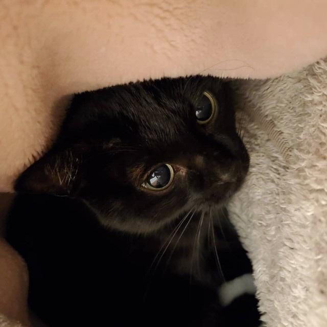 野良猫の群れの中にいた子猫 保護された時は激しく抵抗 しかし今ではとっても甘えん坊に ライフ 社会総合 デイリースポーツ Online