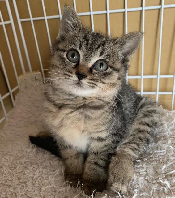 雨の中ひとりぼっちで鳴いていた子猫　今では家族の中心的存在に