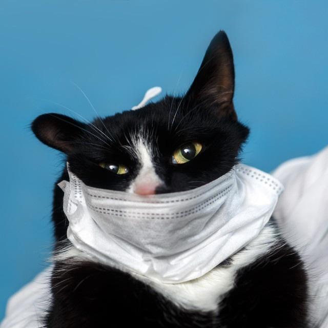 獣医師に聞く…新型コロナウイルス　人から猫、猫から人に感染する？