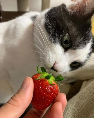 イチゴや野菜が好物なんだニャ