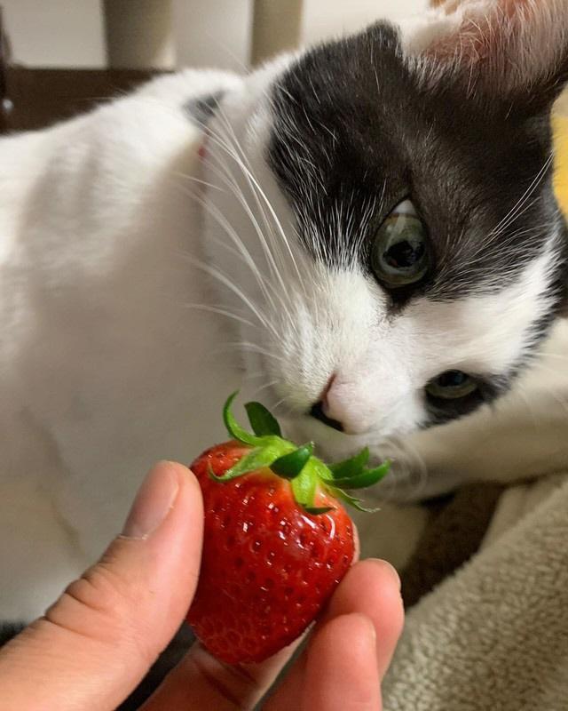 イチゴや野菜が好物なんだニャ