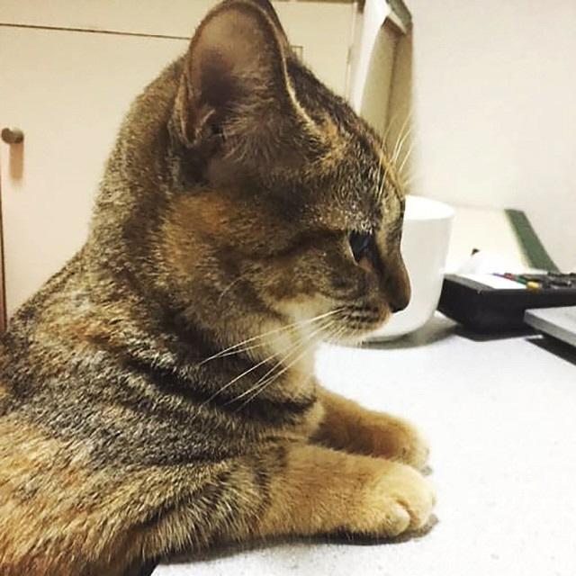 手を揃えて座る仕草が可愛い