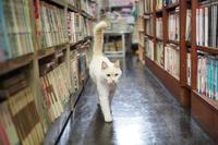 尻尾をピンと立てて、店内を案内するピュア