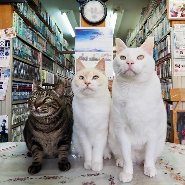猫が「恋のキューピット」の貸本店　うちの福招きねこ～西日本編vol.15