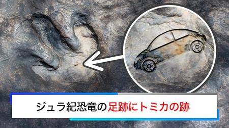 日本とドイツの研究グループは、福井県勝山市でジュラ紀の小型恐竜の足跡にトミカの跡があることを発見した＝タカラトミー（@takaratomytoys）提供