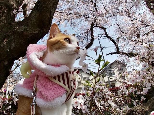 導かれるように移住した屋久島で出会った猫…飼い主さんに似て旅好きに　一緒に戻った東京で再び迎えた春