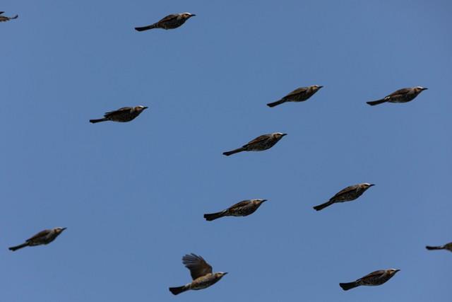 僕が撮りたかったのはコレジャナイ 空飛ぶ鳥の群れの写真を撮ったつもりが 決定的瞬間すぎて話題 ライフ 社会総合 デイリースポーツ Online