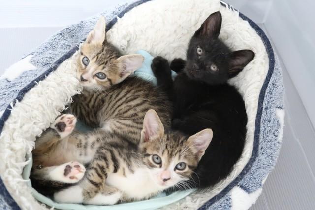 マンション3階のベランダで野良猫が出産　保護された3匹の子猫、そして母猫の運命は…