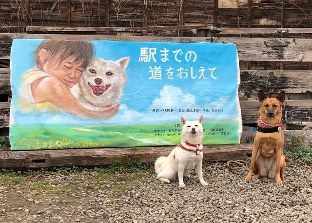 保護犬から 女優犬 へ スクリーン デビューしたミノルカちゃん 飼い主の心配をよそに堂々と演じ切る ライフ 社会総合 デイリースポーツ Online