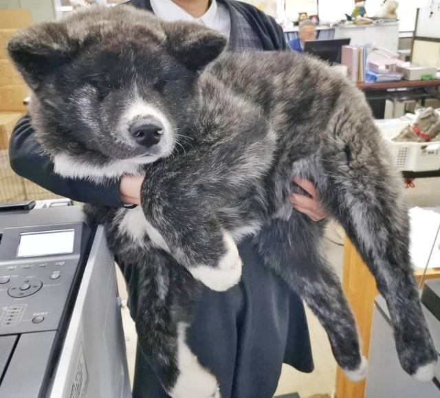 生後３カ月で18キロの秋田犬が「デカかわいい」と話題　どこまで大きくなるの？…秋田犬保存会に聞いた