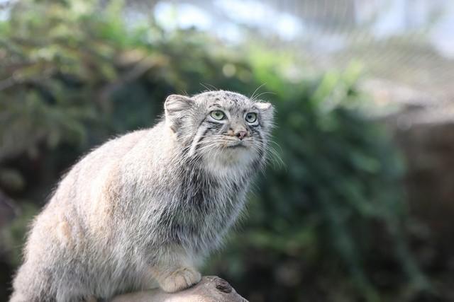 ずんぐりモフモフと思ったら 意外にワイルド 世界最古の猫 マヌルネコ が話題 神戸どうぶつ王国 ライフ 社会総合 デイリースポーツ Online