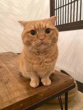 猫アパの人気猫、ウニちゃん。まんまるフォルムにω型のお口がチャーミング＝キャットアパートメントコーヒー@猫カフェ休業中（@CatApartment）提供