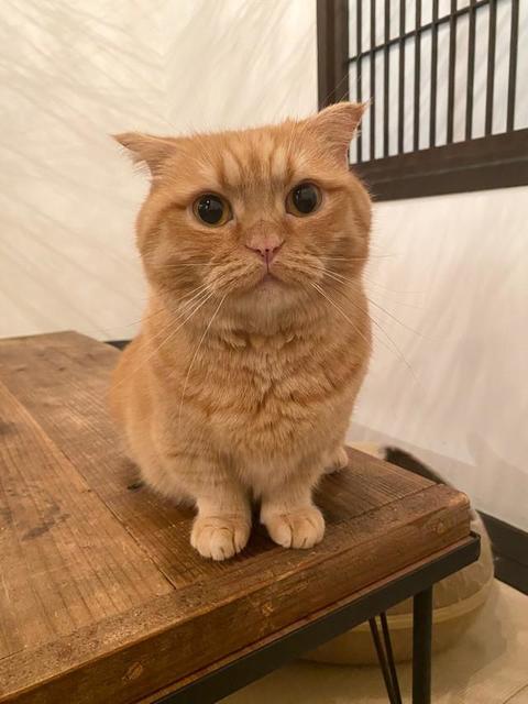 京都の元猫カフェで暮らす16匹の猫たち　多くのファンに支持されるワケとは？