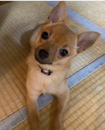 筆者・渡辺広明氏の愛犬「さくら」。ステイホームでペットと過ごす時間が増え、そこに安らぎを求める