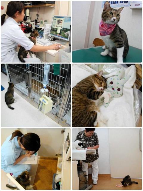 ハンディキャップのあるアイちゃんが病院で看護猫に　お出迎えやお見舞い…スタッフのように大活躍