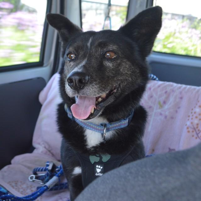 家庭用番犬ベスト10