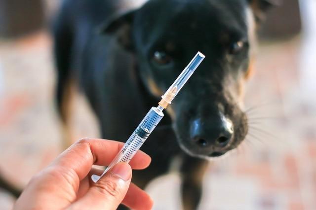 狂犬病の予防接種を怠って書類送検…発症でほぼ死亡、コロナ禍の中でも対策を　小川氏が警鐘
