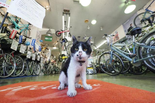 和ませ係のシニア親子猫がいる自転車屋さん　うちの福招きねこ～西日本編～vol.１６