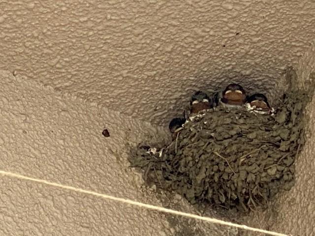 お向かいさんの入り口にできたツバメの巣をずっとチェックしていました。こちらはヒナが生後2週間くらいの様子。白いクチバシと赤いよだれ掛けがかわいらしいです