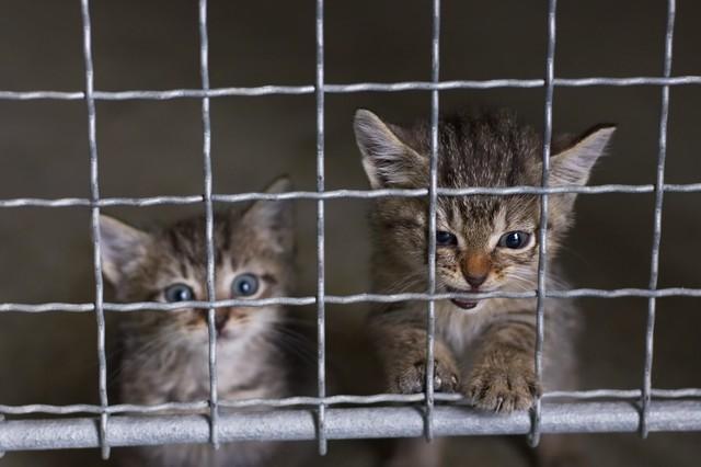 20匹以上の猫を監禁、水や餌を与えず死なせた男が逮捕…動物虐待への法の適用は？　小川泰平氏が解説