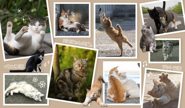 人気投票で1位になった猫の写真が、ビニール傘・エコバッグに！（提供：ワールドパーティー）