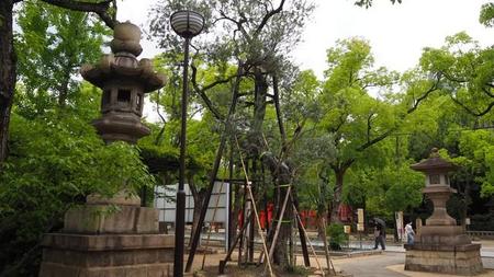 湊川神社の境内にある、樹齢約150年のオリーブの樹。幹も太く葉もよく茂ってる
