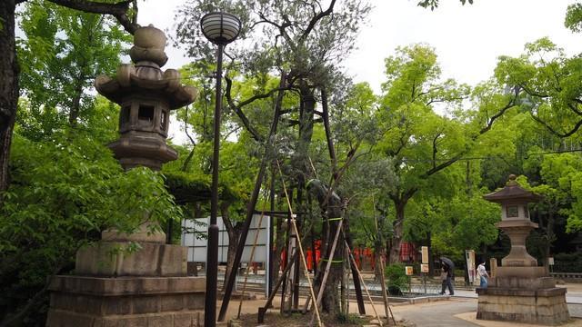 湊川神社の境内にある、樹齢約150年のオリーブの樹。幹も太く葉もよく茂ってる