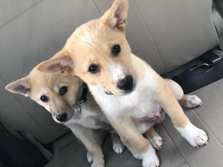 春お兄ちゃんの後ろに隠れる恥ずかしがり屋の杏ちゃん